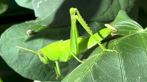 Bright Green Grasshopper Dances On Leaf  Close Up Stock Footage 214272242