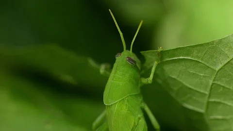Bright Green Grasshopper Eats Green Leaf Close Up Stock Footage 214259904