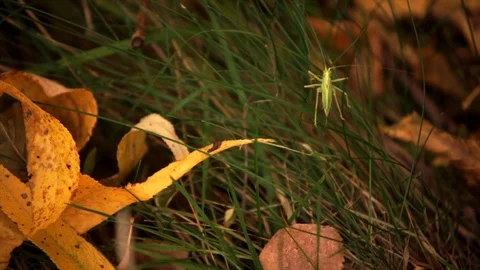 Bright green grasshopper in long sun-scorched grass in autumn forest, close-up Vídeo Stock 88738641