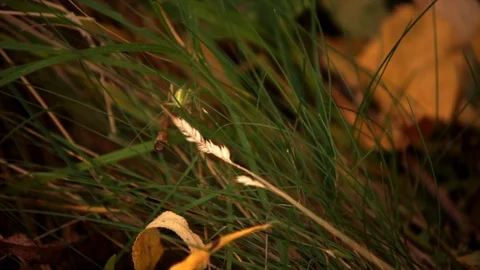 Bright green grasshopper in long sun-scorched grass in autumn forest, close-up Stock-Footage 88738650