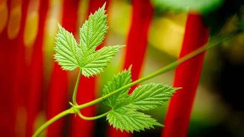 A bright green hop leaf branch on a stem close-up with a blurred vibrant re.. Stock Photos
