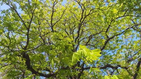 Bright Green Horse Chestnut Tree Leaves In Spring Under Blue Sky Stock Footage 345582407
