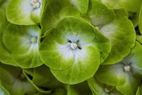Bright Green Hydrangea Up Close Foto stock