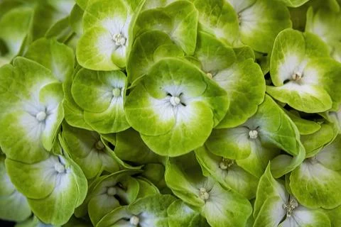 Bright Green Hydrangea Up Close Foto stock