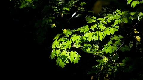 Bright Green Large Leaf Maple Tree Branch Background, Beautiful Spring Foliage Vidéo 120827863