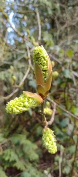 Bright green large spring tree blossom flowers opening Stock-Fotos