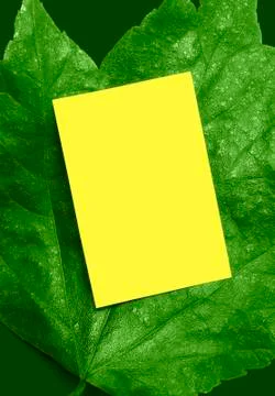 Bright green leaf ad frame Stock Photos