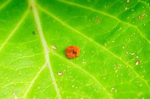 Bright green leaf close-up displaying a small reddish-brown fuzzy circular ob Стоковые фото