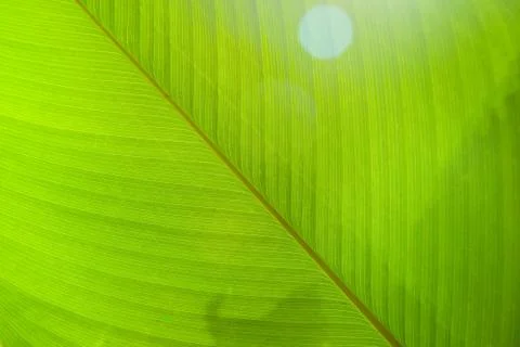 Bright green leaf close up, texture Stock Photos