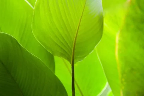 Bright green leaf close up, texture Stock Photos