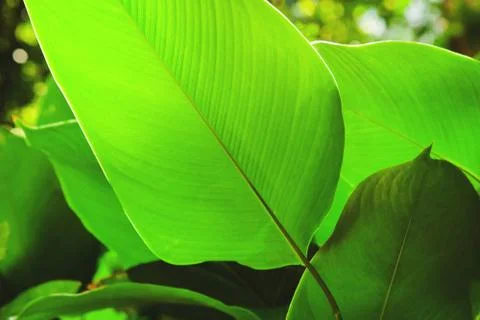 Bright green leaf close up, texture Stock Photos