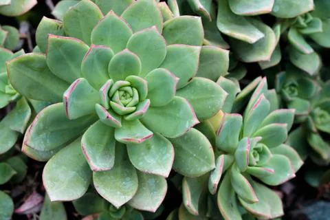 Bright green leaf edged in deep magenta closeup of succulents, background Stock Photos