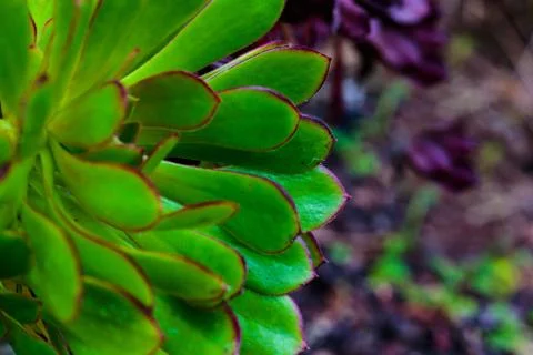 Bright green leaf edged in deep magenta with sharp points closeup of succulent Stock Photos
