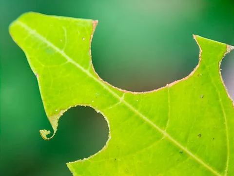 Bright green leaf featuring intriguing bite marks against a soft, out-of-fo.. Stock Photos