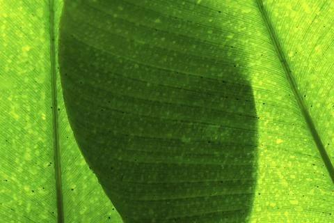 Bright green leaf with organic texture and fine patterns in close-up view, Stock Photos
