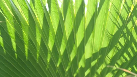 Bright green leaf palm tree closeup swinging wind. Tropical screensaver for spa Stock Footage 130715151