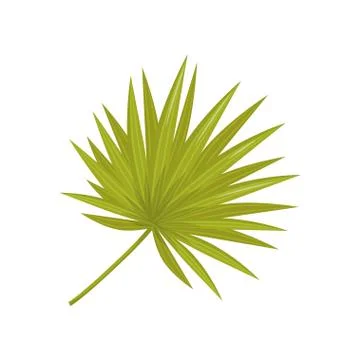 Bright green leaf of palm tree. Tropical or botanical theme. Flat vector element Stock Illustration