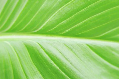Bright green leaf Foto stock
