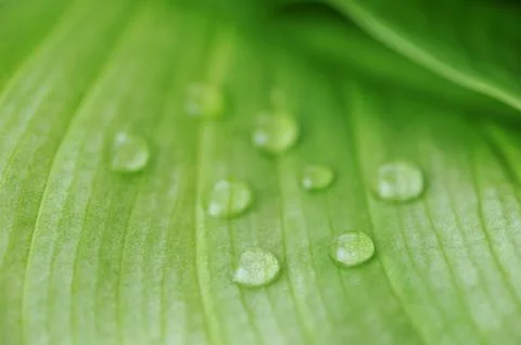 Bright green leaf Foto stock