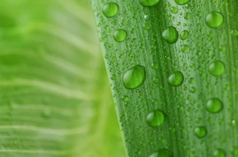 Bright green leaf Stock Photos