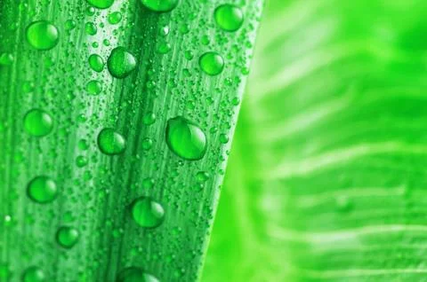 Bright green leaf Stock Photos
