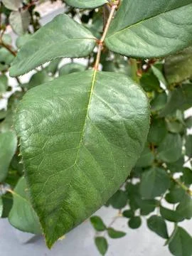 Bright Green Leaf of Pink Stock Photos