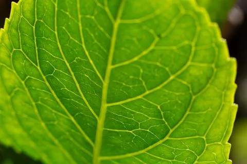Bright green leaf showing its veins in backlight 库存照片