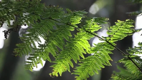 Bright green leaf in the sun Video stock 108262160