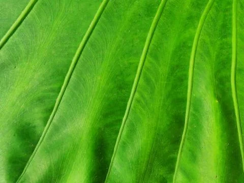 Bright Green Leaf Surface Texture Stock Photos