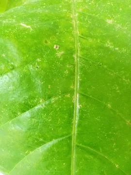 Bright Green Leaf Texture Background Stock Photos