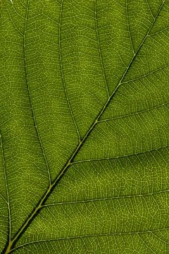 Bright green leaf texture close up, beautiful background for design Foto stock
