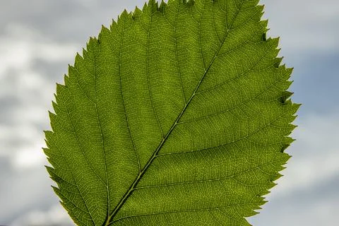 Bright green leaf texture close up, beautiful background for design Foto stock