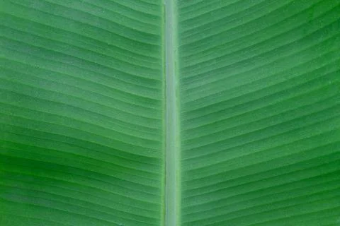 Bright green leaf texture. Palm Leaf vein texture background, Nature background Foto stock