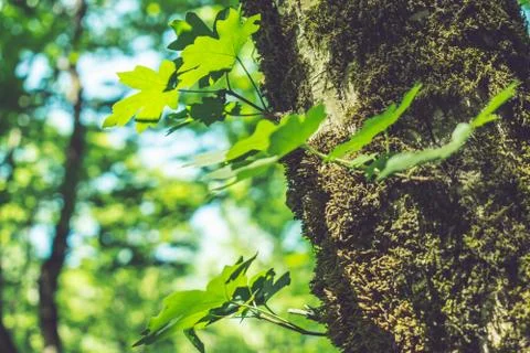 Bright green leaf on the tree. Close-up Stockfoto's