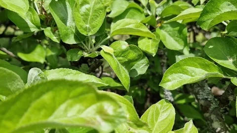 Bright green leaves of apple tree on branch close-up Video stock 336193385