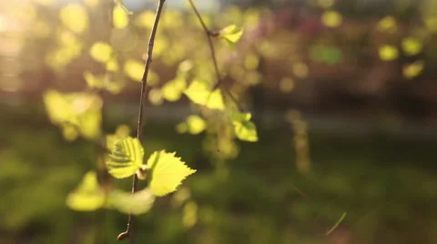 Bright green leaves of birch 스톡 동영상 52274504