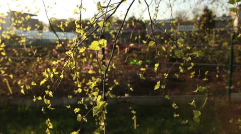 Bright green leaves of birch 動画素材 52436351