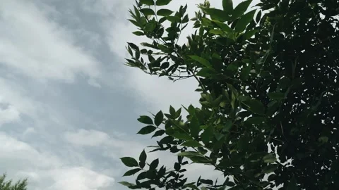 Bright green leaves of bushes develop in the wind Stock Footage 249819840