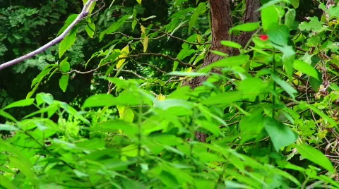 Bright Green Leaves Stock Footage 623975