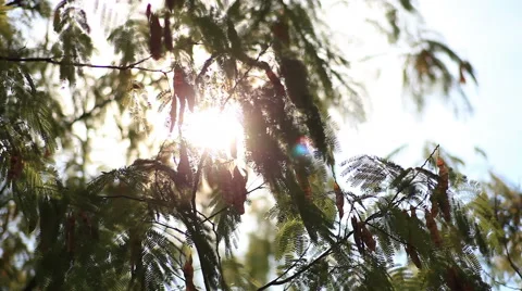 Bright Green Leaves Stock Footage 40744244
