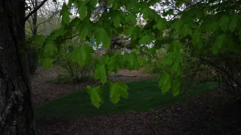 Bright green leaves Stock Footage 274757032