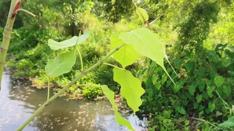 Bright Green Leaves in Forest Light Stock-Footage 340968070