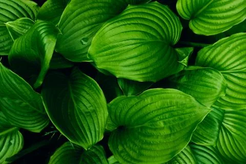 Bright green leaves pattern background Stock Photos