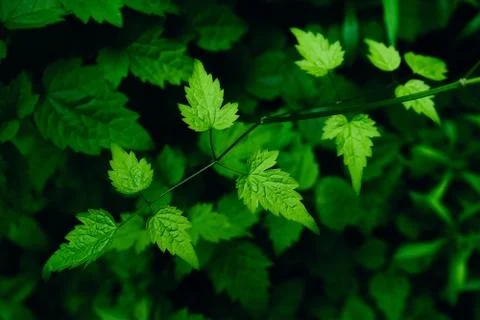 Bright green leaves pattern background. Stock Photos