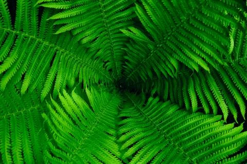 Bright green leaves pattern background. Stock Photos