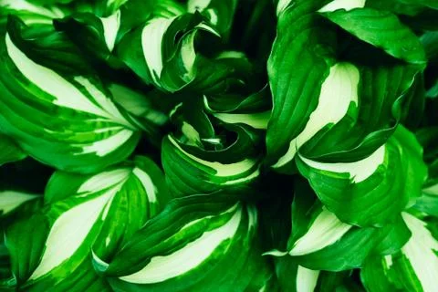 Bright green leaves pattern background. Stock Photos