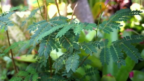Bright green leaves in spring Stock Footage 251417714