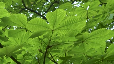 Bright green leaves in sunlight Stock Footage 337800649