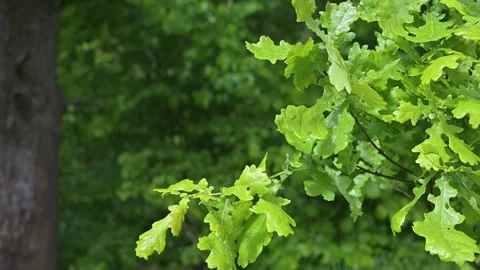 Bright green leaves sway in the wind, surrounded by a lush background of tree Stock-Footage 339024286