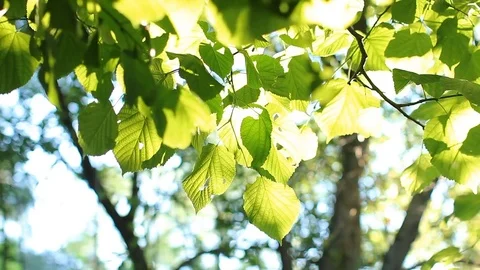 Bright green leaves on a tree, lit by the sun. Stock Footage 80200479